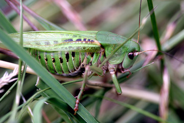 Heuschrecke im Gras