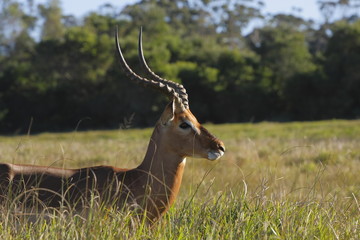 Impala male in long grass