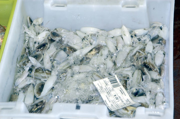 PESCA-41