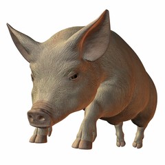 Fototapeta premium Schwein