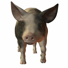 Fototapeta premium Schwein