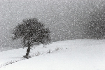 CHUTE DE NEIGE ..