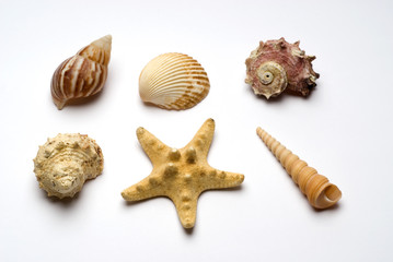 Starfish and sea design elements