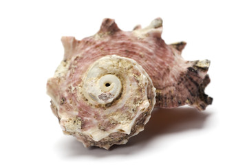 Sea Snaill isolated on white background.