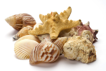 Grouping of shells with starfish