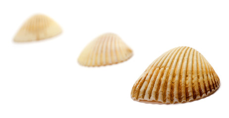 Line of sea shells isolated on white background