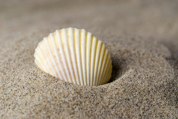 Shell in the sand