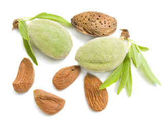 Young almond with nucleus on a white background isolated