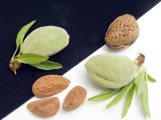 Fruits of almonds on a black and white background
