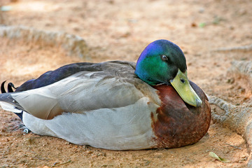 Sleepy Duck