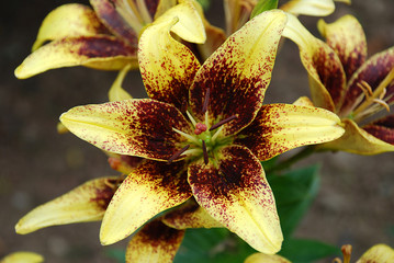 Nice yellow lily in the garden - detail of blossom
