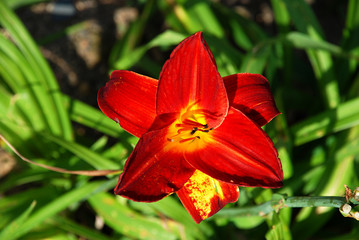 Lilly in blossom - nice red flower, name is "Pardon Me"