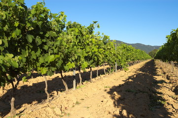 Rangée de vignes en Provence