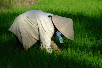 riziere, vietnam