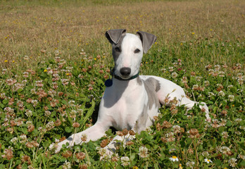 chiot whippet dans l'herbe