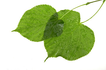 Structure of wet leaves