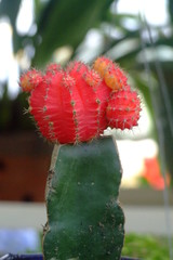 fleur de cactus, vietnam
