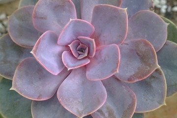 cactus, vietnam