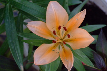Fototapeta premium fleur, vietnam