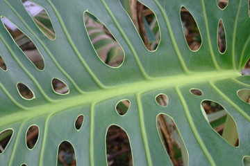 plante tropicale