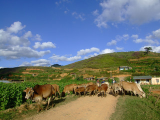Obraz premium Paysage de montagne, Vietnamv