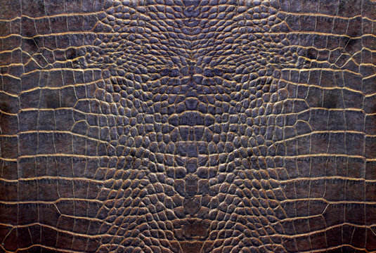 cuire crocodile