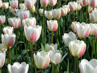 Tulipanes Blancos y Rojos