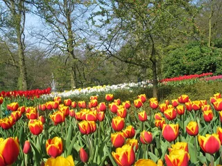 Photo sur Plexiglas Tulipe Champ de tulipes en Hollande (Diagonale)
