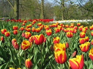 Campo Holandés de Tulipanes