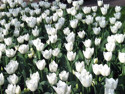 Tulipanes Blancos
