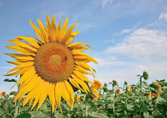 Grande fleur de tournesol