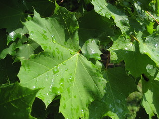 Leaves after the Rain