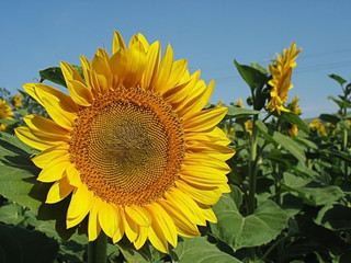 sunflower