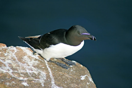 Tordalk - Razorbill