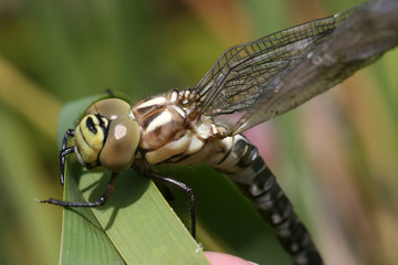 Libelle