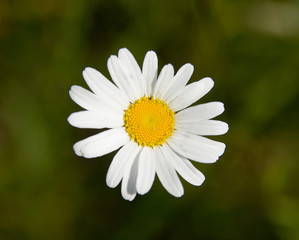 white beautiful chamomile in the green background