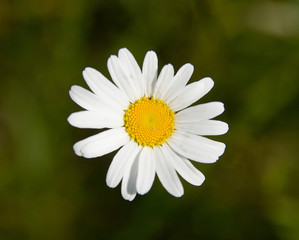 Fototapeta premium white beautiful chamomile in the green background