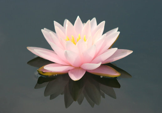 Fototapeta Water lily casts reflection