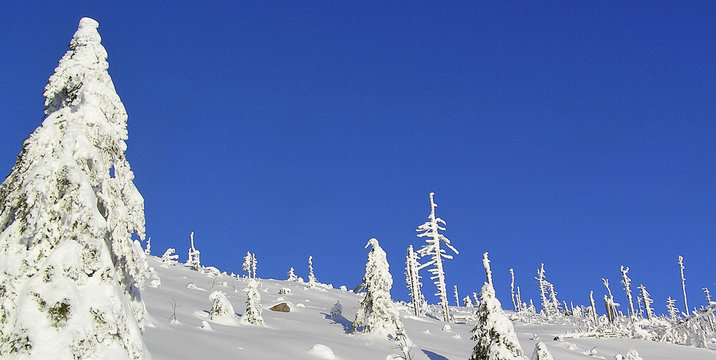 Fototapeta Schwarzwaldtannen