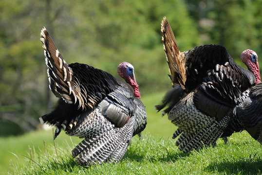 turkeys