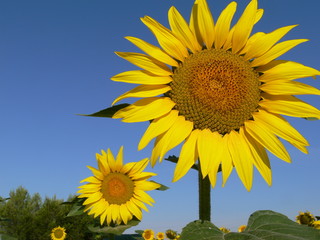 Naklejka premium couple