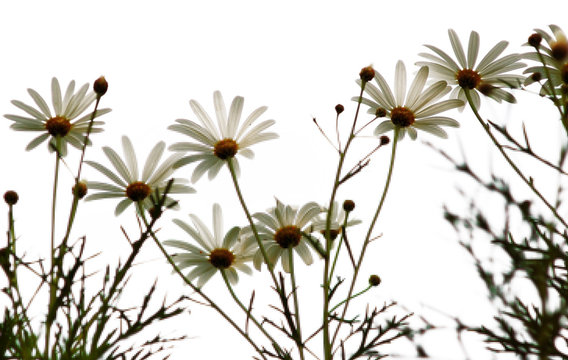 beautiful daisies against white background
