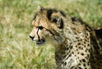 Obraz na płótnie Canvas Teenage Cheetah, on the prowl for fun.