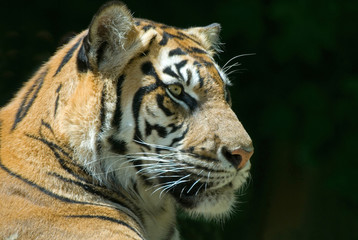 Fototapeta premium Sumatran Tiger 