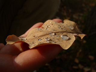 Russian forests. Oak leaf with waterdrops.