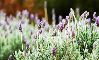 an image of lavender flowers in a field