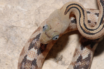 A trans pecos ratsnake photographed directly above it's head.