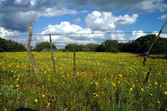 A meadow filled with wildflowers 