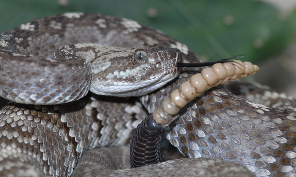 A tightly coiled and rattling blacktail rattlesnake.