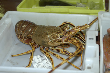 pesca-51
